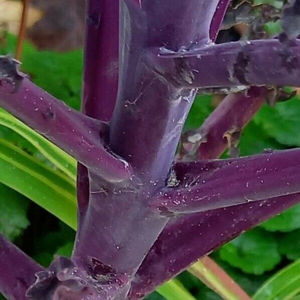 Brassica oleracea Escorça