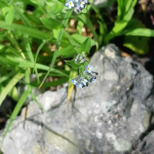 Myosotis stricta Flower