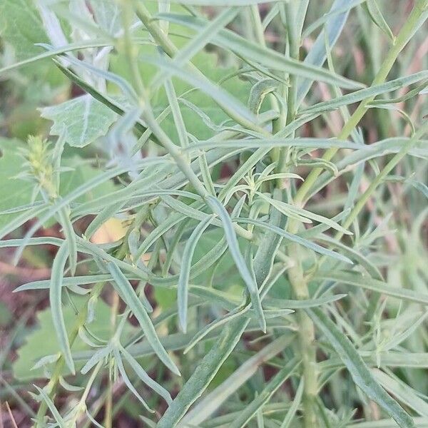 Linaria vulgaris Blad