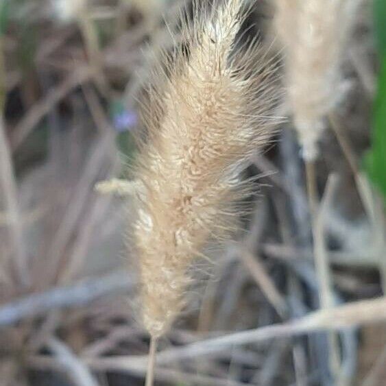 Polypogon monspeliensis ᱡᱚ