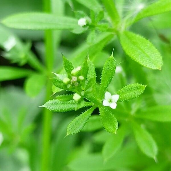 Galium aparine Flower