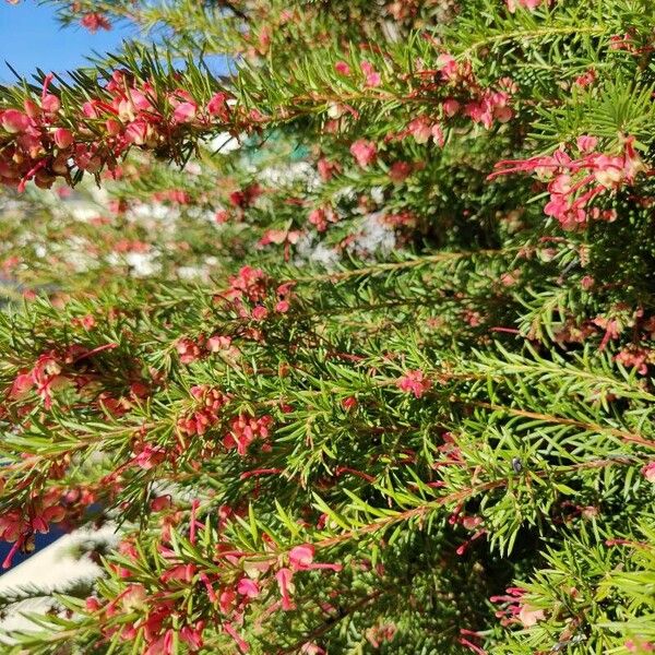 Grevillea rosmarinifolia Fleur