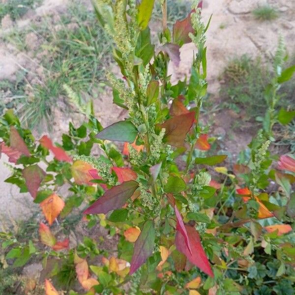 Chenopodium album Vivejo