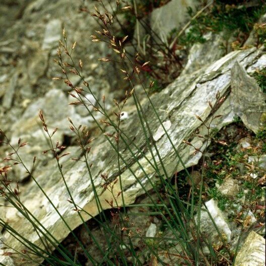 Poa glauca Vekstform