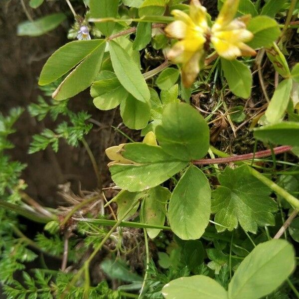 Trifolium badium Levél
