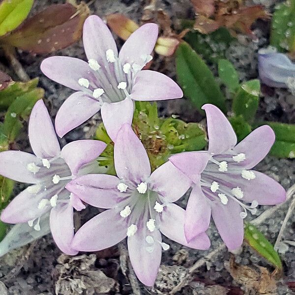 Richardia scabra Blomma