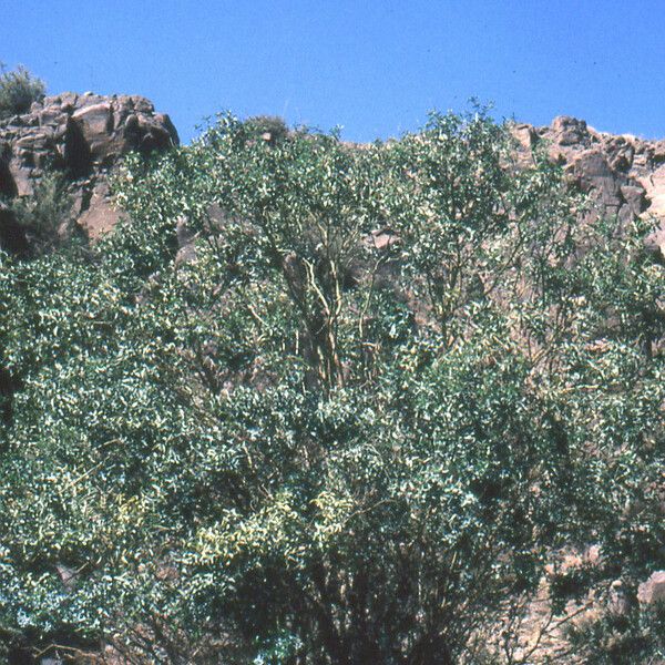 Adenocarpus anagyrifolius Habit