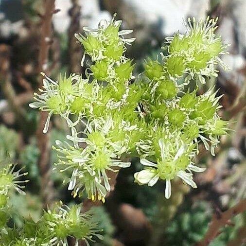 Sedum sediforme Цветок