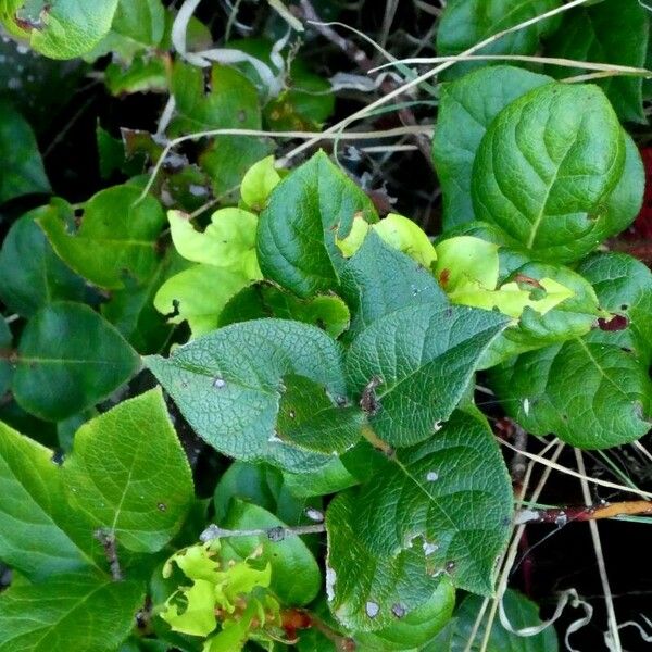 Gaultheria shallon 葉