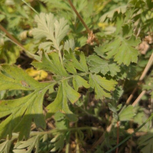 Geum triflorum Leaf