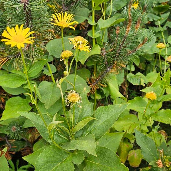 Doronicum austriacum പുഷ്പം