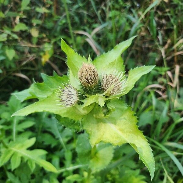 Cirsium oleraceum Λουλούδι