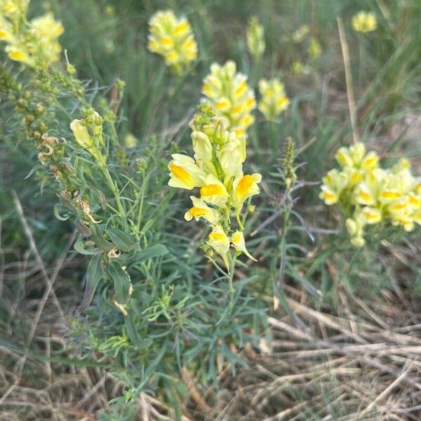 Linaria vulgaris Fiore