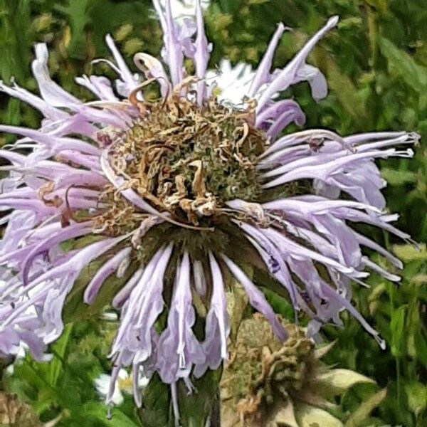 Monarda fistulosa Цвят