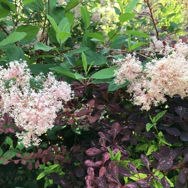 Ceanothus americanus Flors