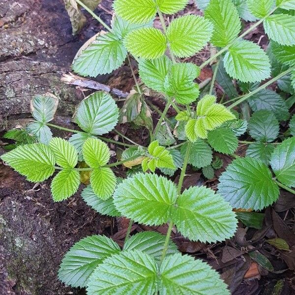 Rubus niveus Лист