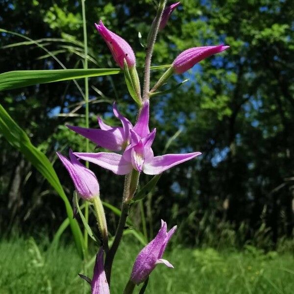 Cephalanthera rubra Flower