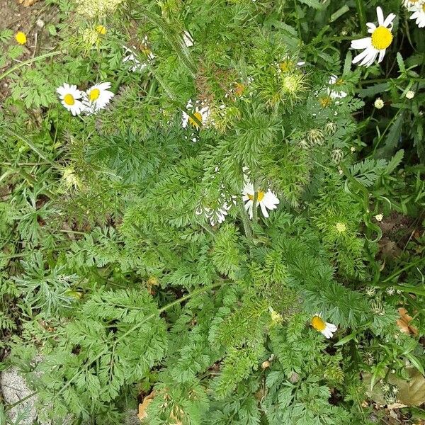 Visnaga daucoides Staniste