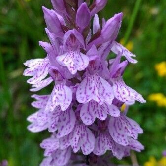 Dactylorhiza maculata Flower