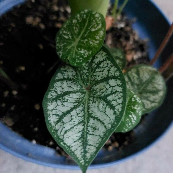 Caladium humboldtii Ліст