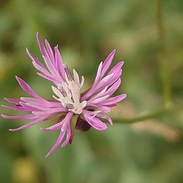 Crupina vulgaris ফুল