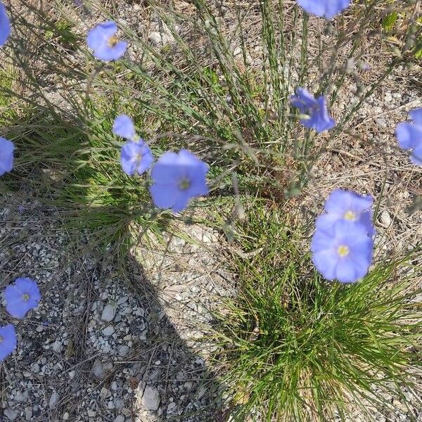 Linum perenne Blomst