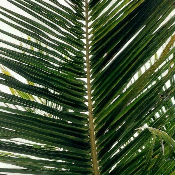 Cocos nucifera ഇല