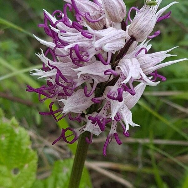 Orchis simia Blomma