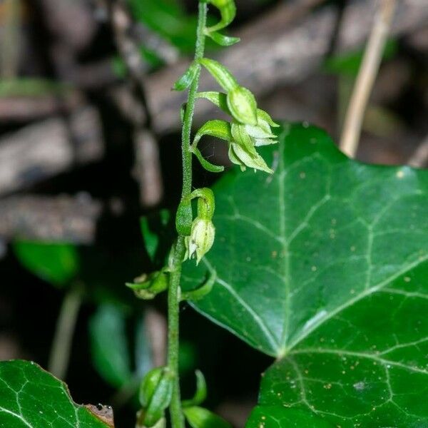 Epipactis albensis Blomma