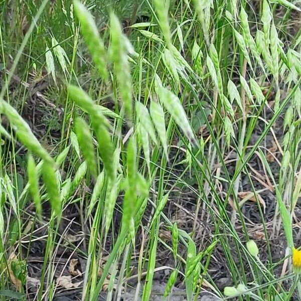 Bromus squarrosus عادت داشتن