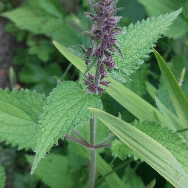 Stachys sylvatica പുഷ്പം