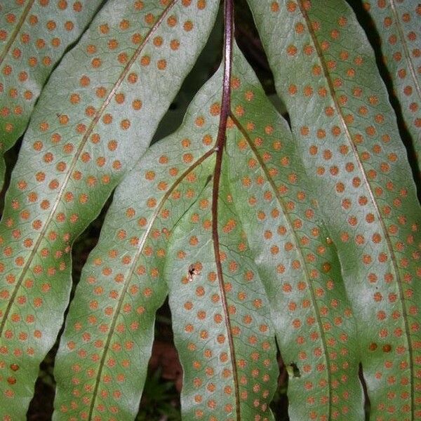 Serpocaulon triseriale Folha