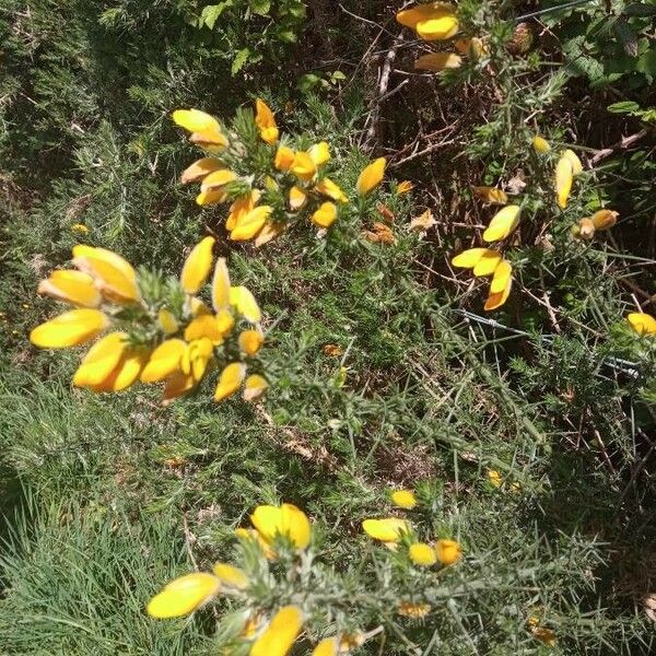 Ulex europaeus Flower