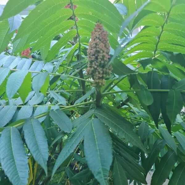 Rhus glabra Blüte