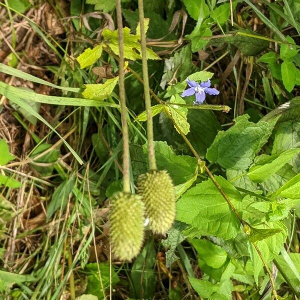 Anemone virginiana Flower