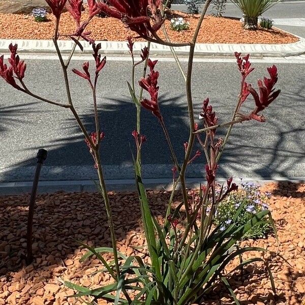 Anigozanthos flavidus Flower