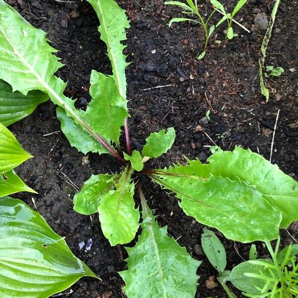 Lactuca virosa Blatt