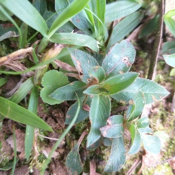 Sauvagesia erecta Leaf