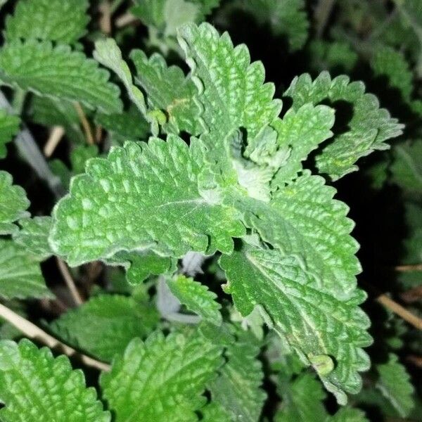 Nepeta cataria Φύλλο