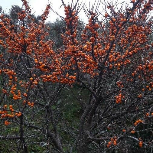 Hippophae rhamnoides फल