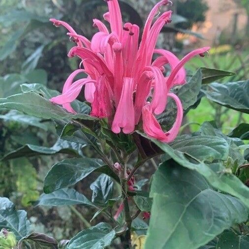 Justicia carnea Floare