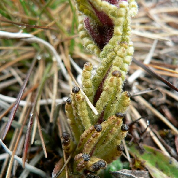 Neobartsia stricta Листок