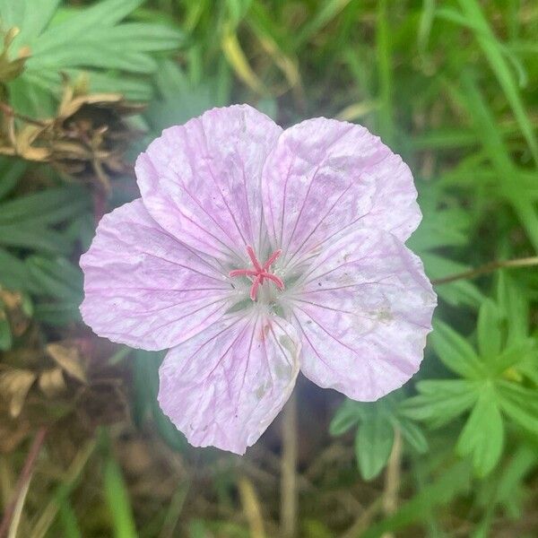 Geranium sanguineum Λουλούδι