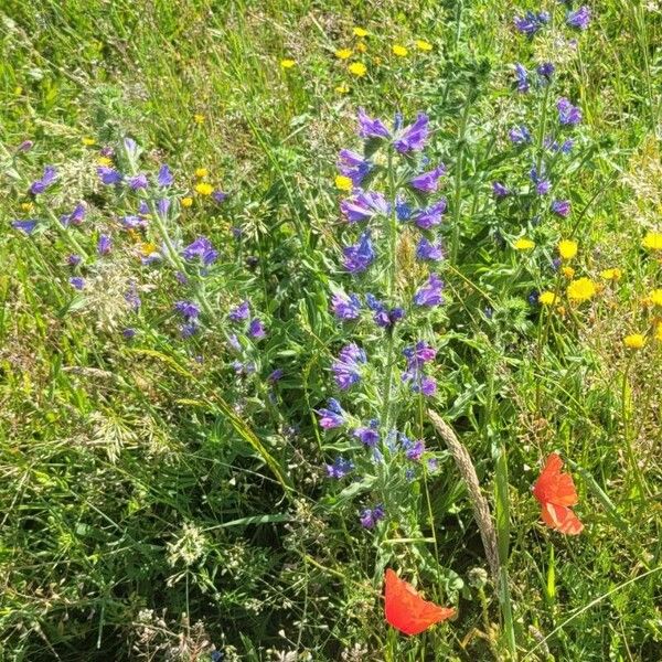 Echium vulgare Kukka