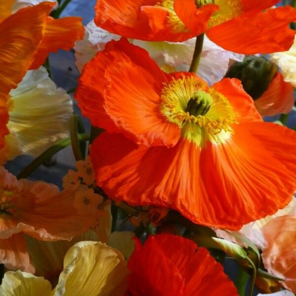 Papaver croceum Flower