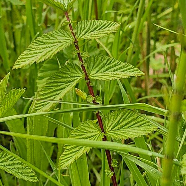 Filipendula ulmaria Bark