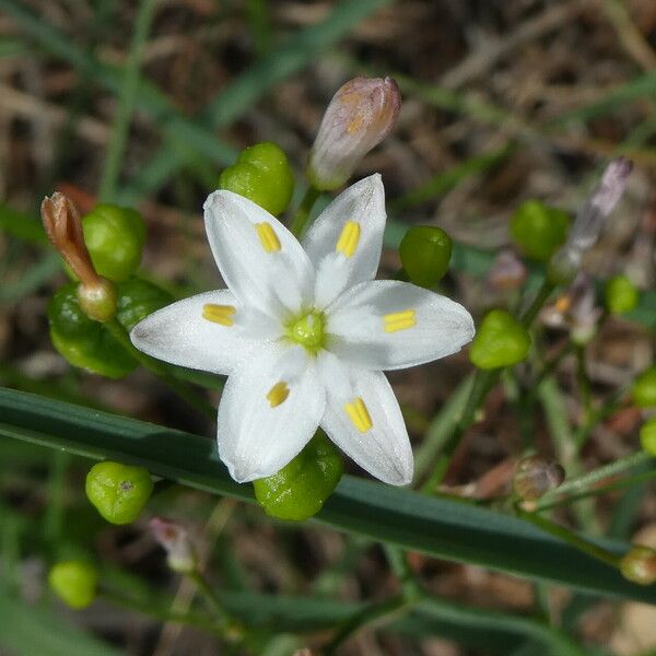 Simethis mattiazzii Flower