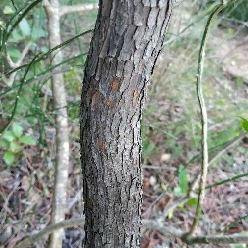 Arbutus unedo 樹皮