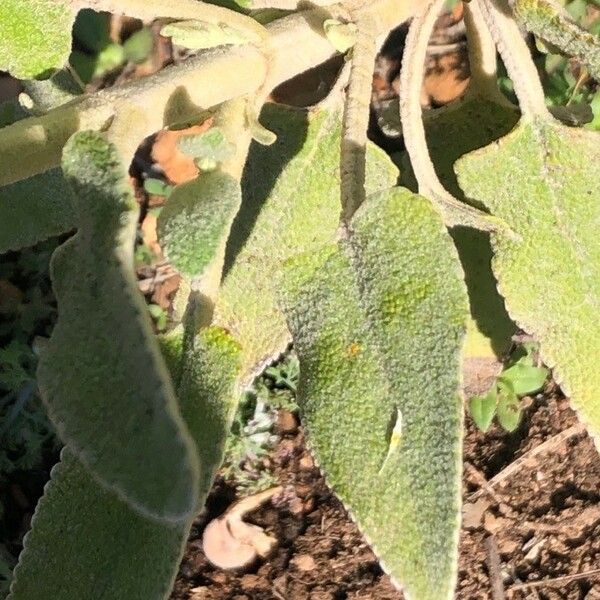 Phlomis purpurea Ліст