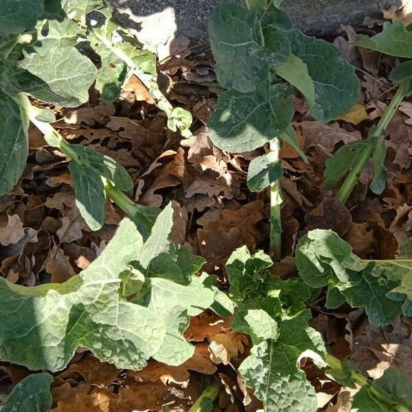 Brassica rapa Leaf